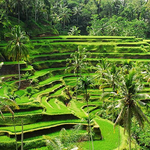 Paket Tour Wisata Liburan Asia Domestik Bali 2020 Murah - AmwindoTourCom - Desa Tegalalang