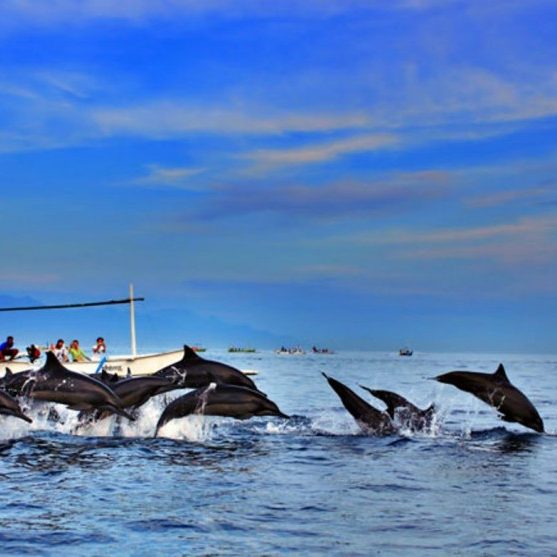 Paket Tour Wisata Liburan Asia Domestik Jawa Bali Lombok 2020 Murah - AmwindoTourCom - Lumba-Lumba Pantai Lovina